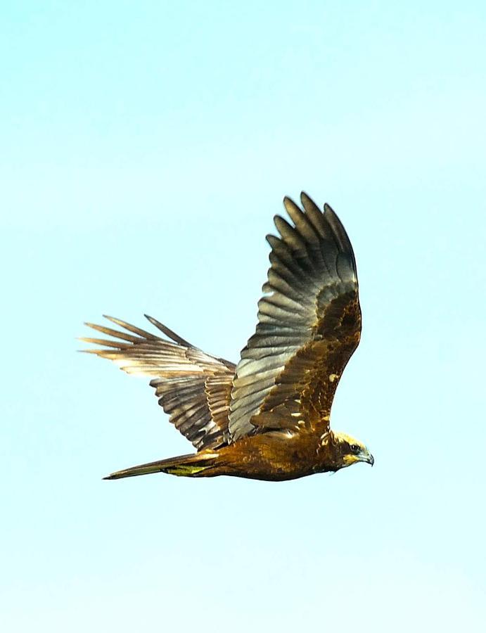 Red Earth Kabini Begur Екстер'єр фото