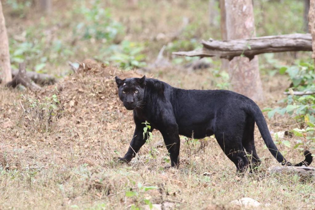 Red Earth Kabini Begur Екстер'єр фото