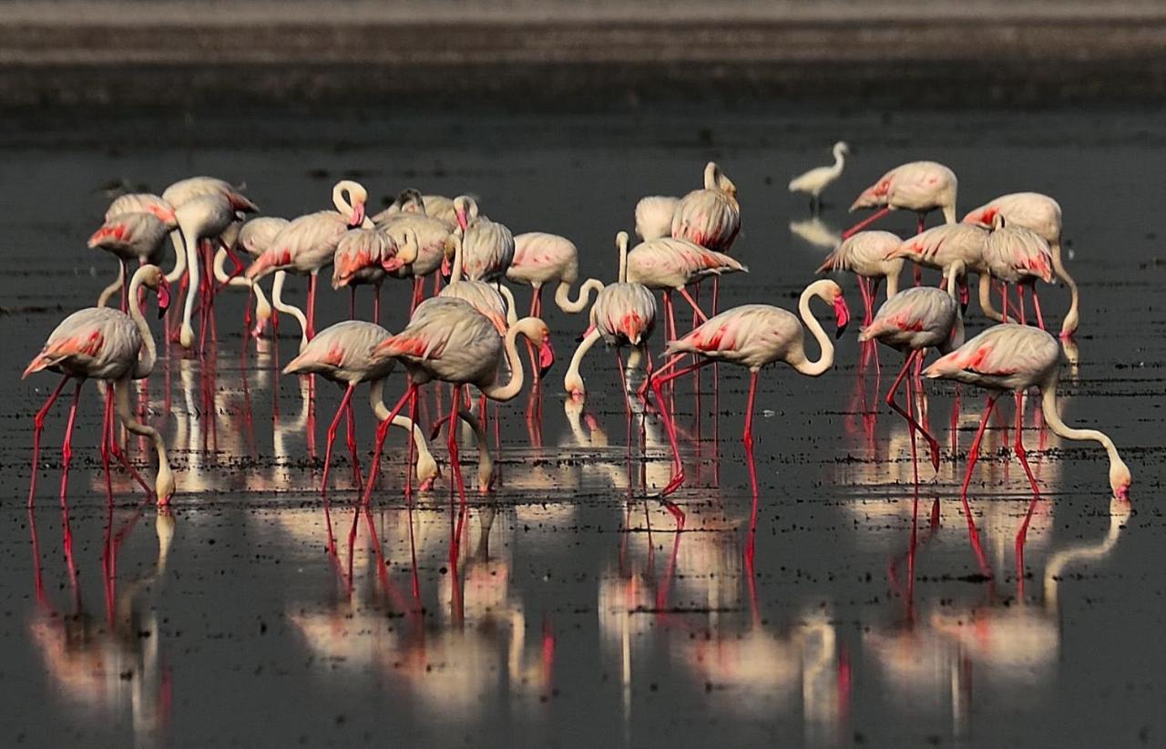 Red Earth Kabini Begur Екстер'єр фото