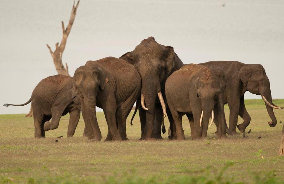 Red Earth Kabini Begur Екстер'єр фото